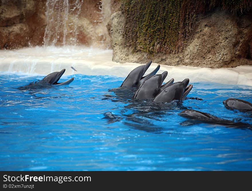 Dolphins plays in blue clear water with waterfall behind. Dolphins plays in blue clear water with waterfall behind