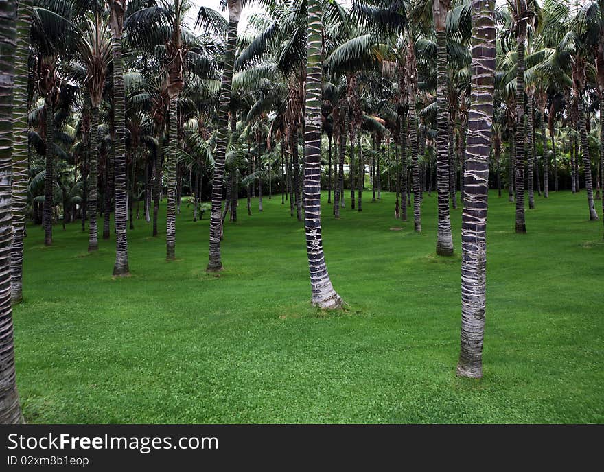 Sunlight on fresh green grass in tropical forest