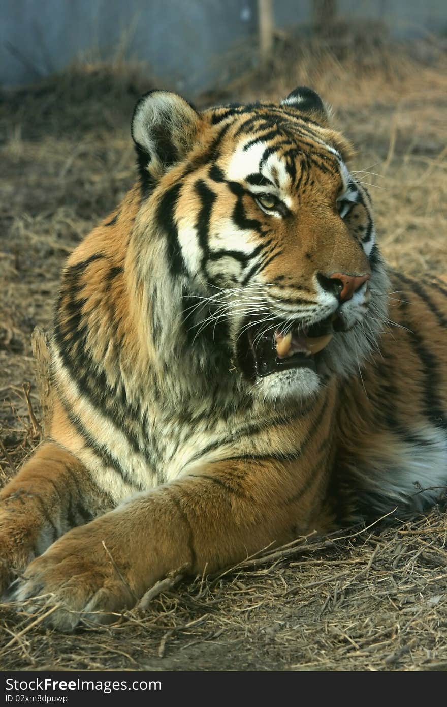 Asian beautiful tiger