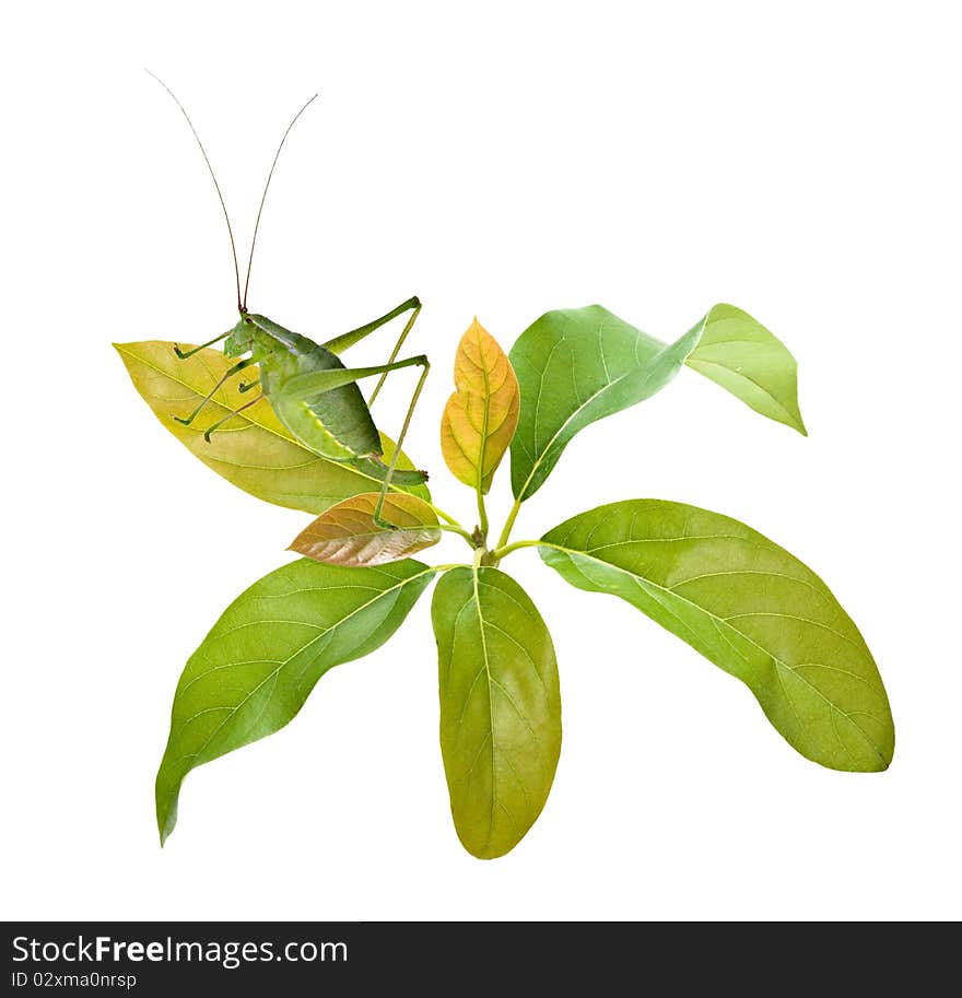 Green female bush-cricket ( long horned grasshopper) on avocado. Green female bush-cricket ( long horned grasshopper) on avocado