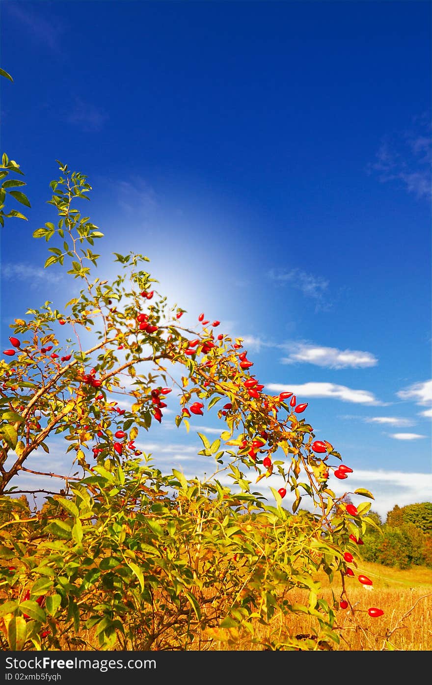 Wild rose and fun sun by autumn.