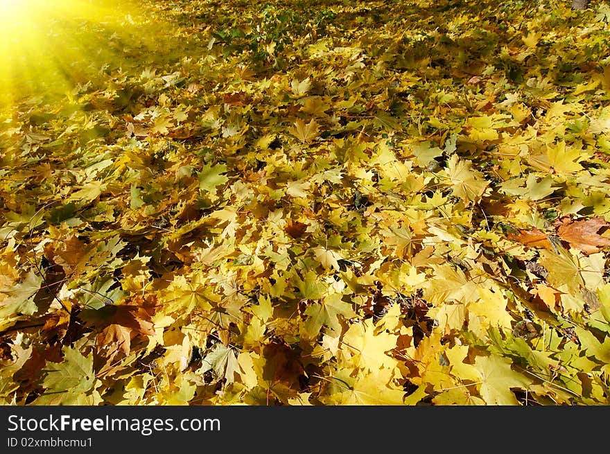 Wonderful Carpet Of  Autumn Foliage.