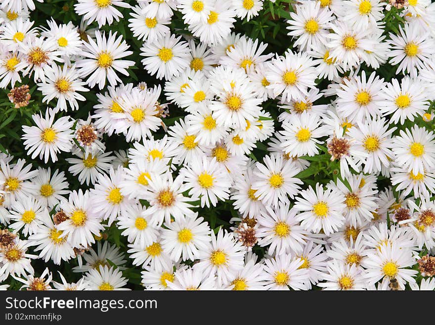 Background from daisywheel on green sheet