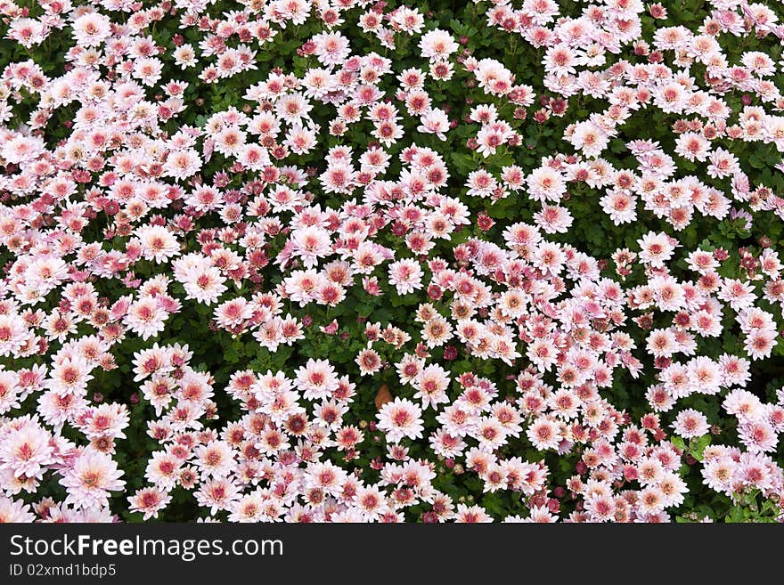 Background from chrysanthemums  on green sheet