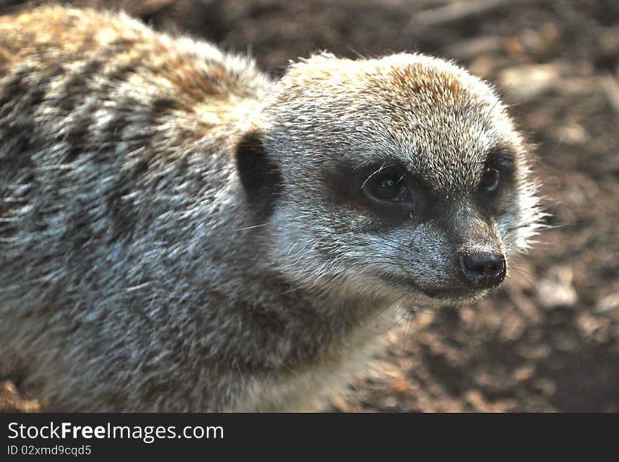 Meerkat (Suricata suricatta) is a mammal from the mongoose family. This one is looking curious from Melbourne Zoo, Australia. Meerkat (Suricata suricatta) is a mammal from the mongoose family. This one is looking curious from Melbourne Zoo, Australia.