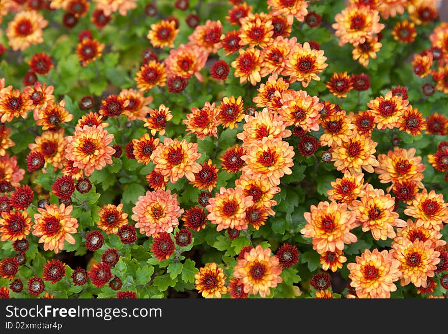 Background from red flower with yellow medium and green sheet