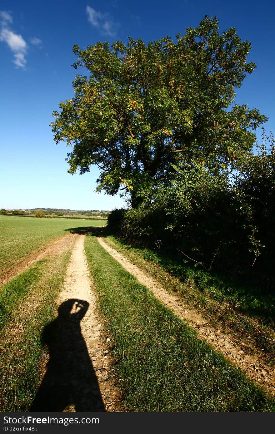 Photographing a tree