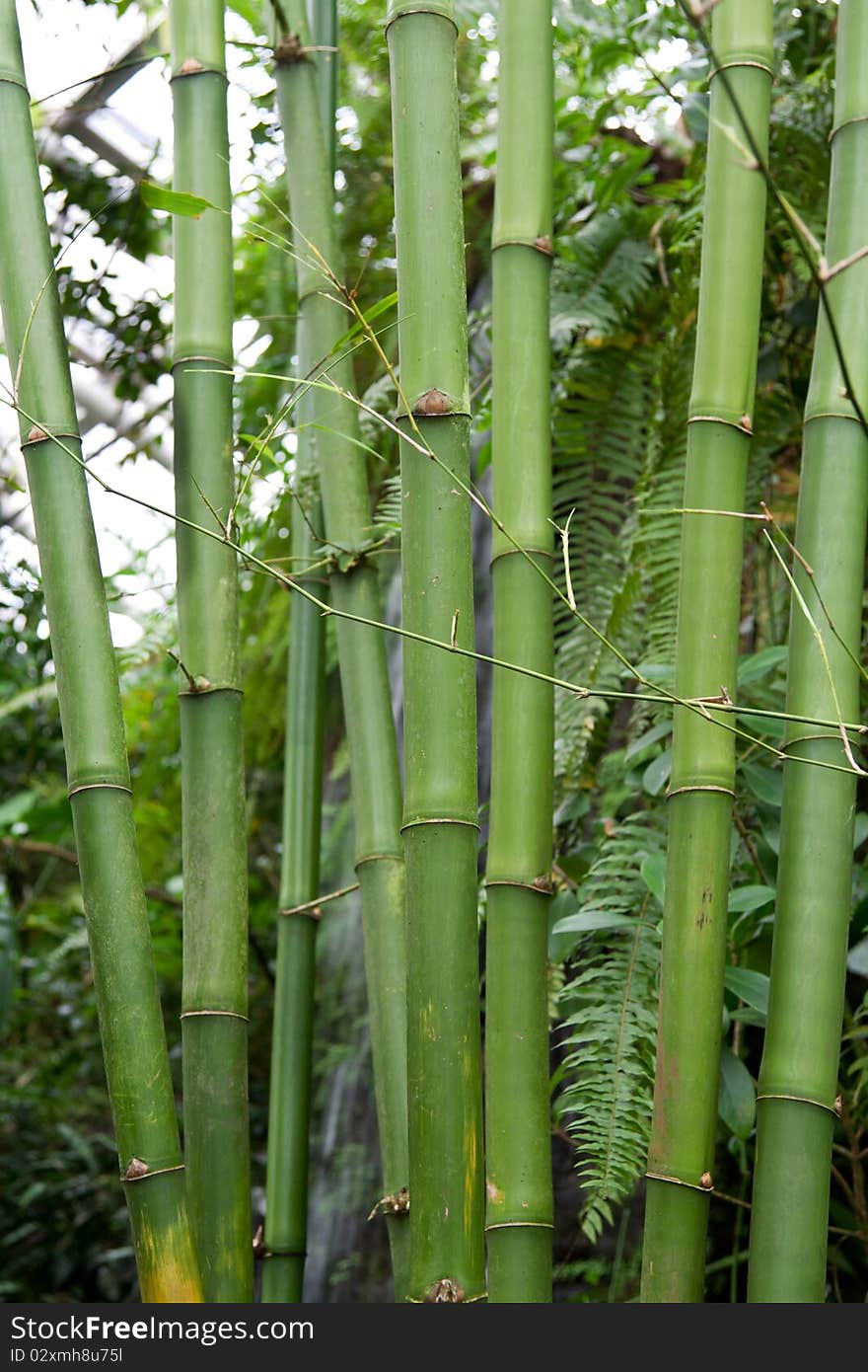 Green bamboo grows in tropical garden