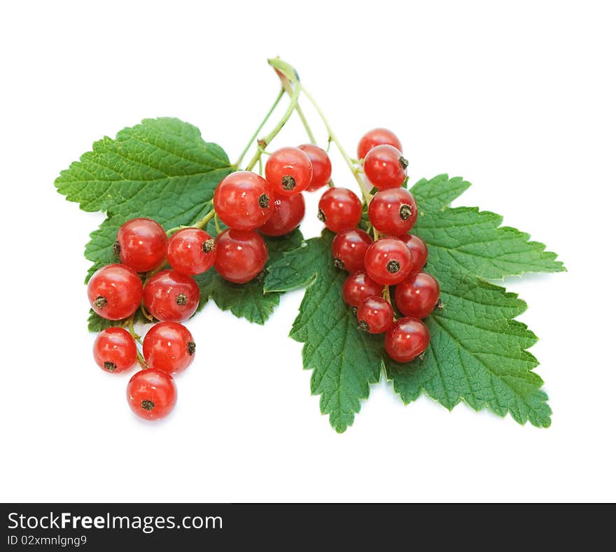 Red currant isolated on white background