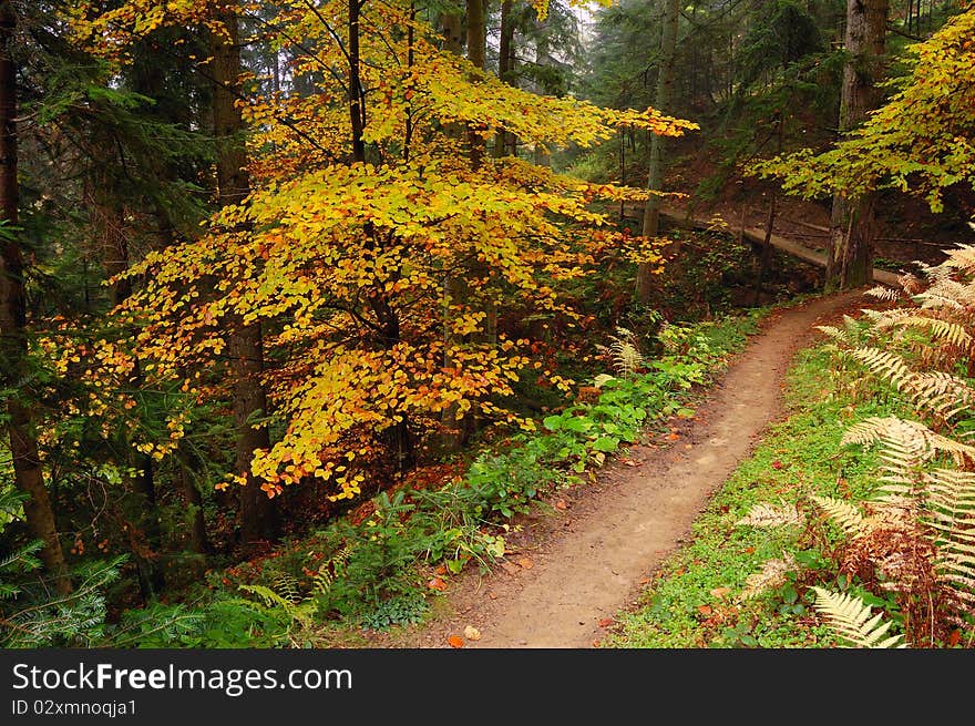 Autumn Wood