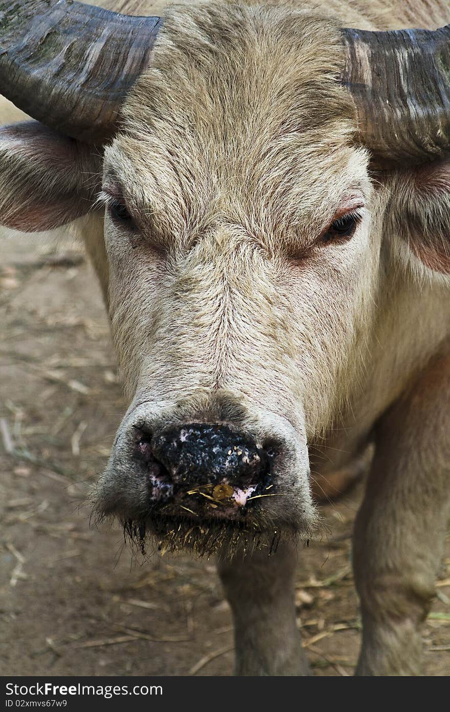 The white water buffalo in Thailand