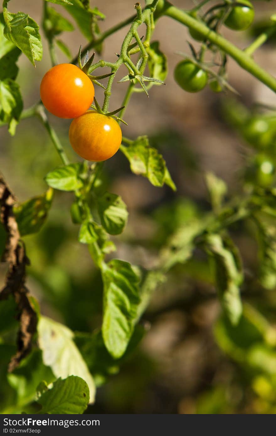 Late summer tomato