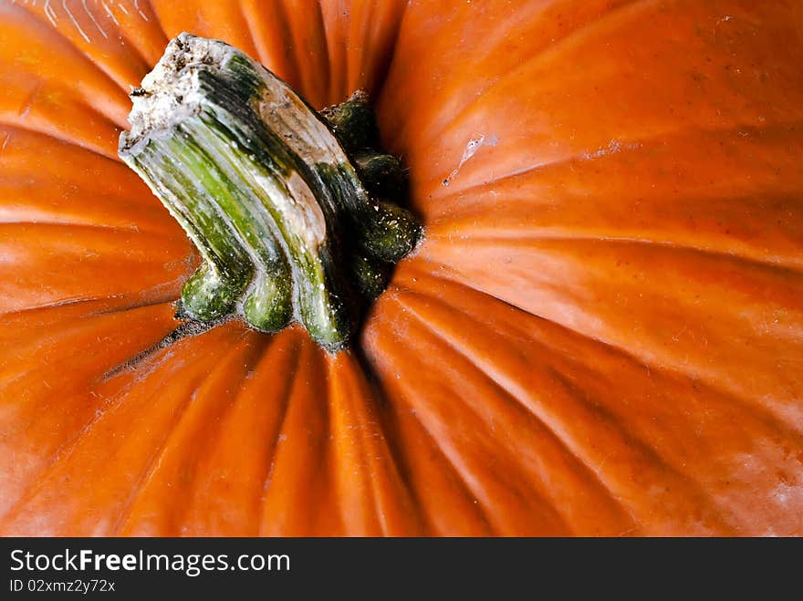 Orange pumpkin close up macro. Orange pumpkin close up macro