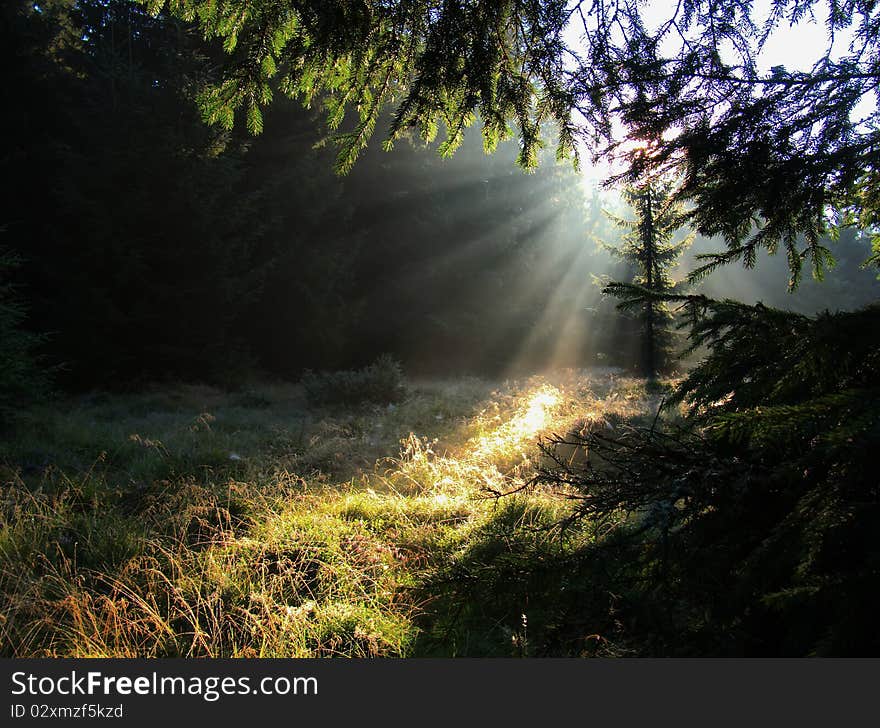 Shiny morning in neddle-leaved forest. Shiny morning in neddle-leaved forest