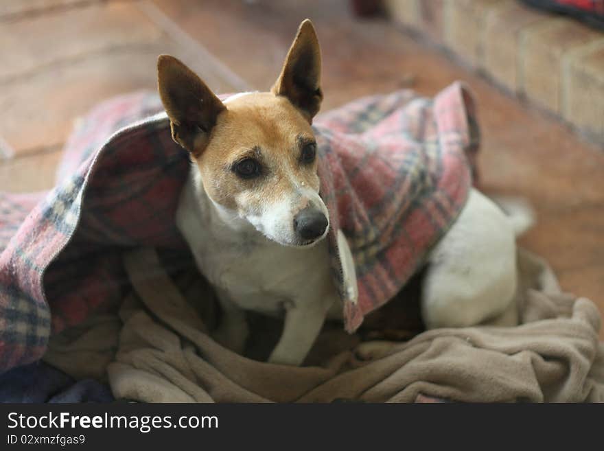 Little Jack Russell dog perking up in the morning. Little Jack Russell dog perking up in the morning