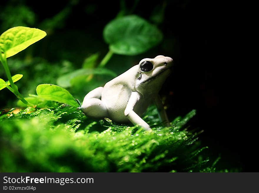 Terrible Dart Frog (Phyllobates terribilis)