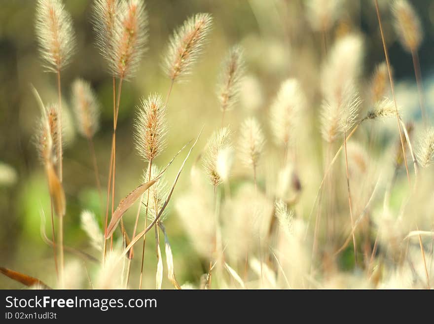 Yellow autumn feather grass in a grass