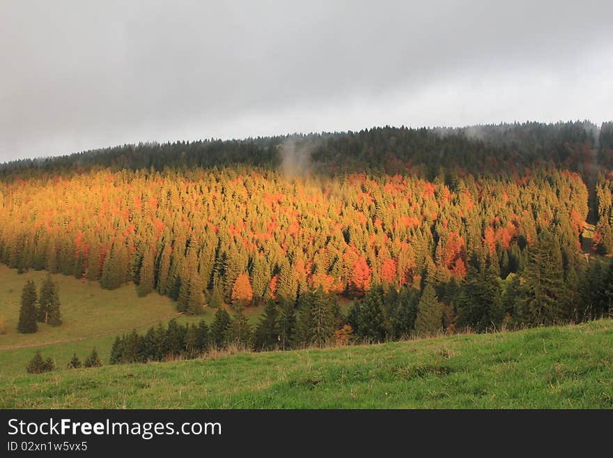 Landscape autumn and trees green orange