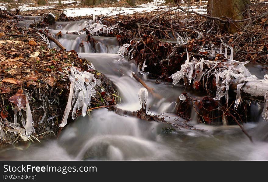 Forest Stream