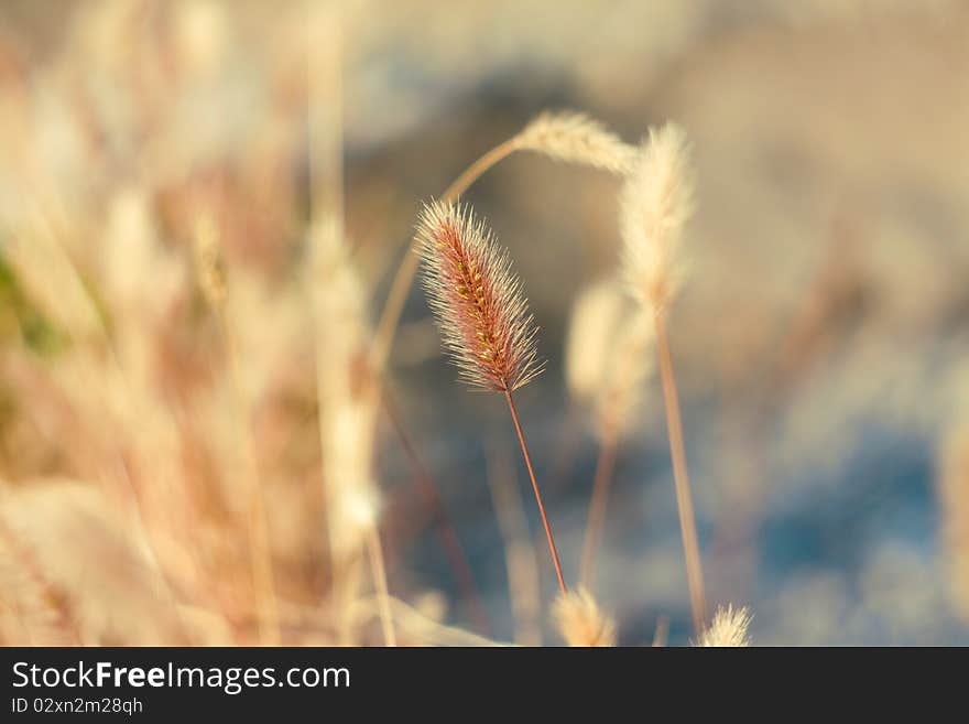 Yellow autumn feather grass in a grass