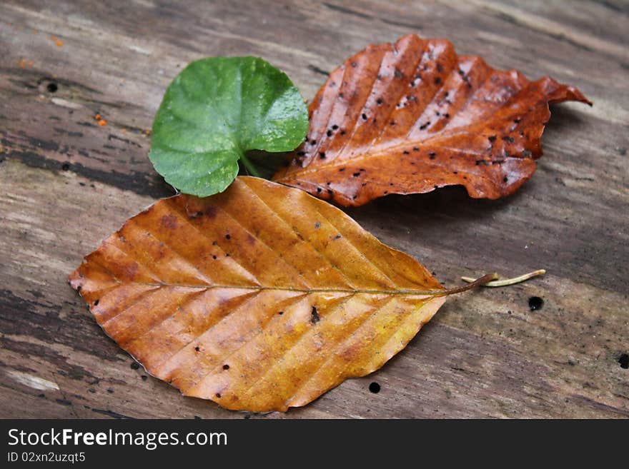 Leaf autumn green yellow brown and orange. Leaf autumn green yellow brown and orange