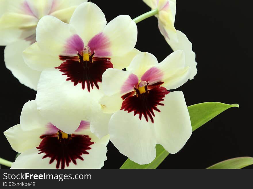 Beautiful Orchids (Miltoniopsis), on black studio background.