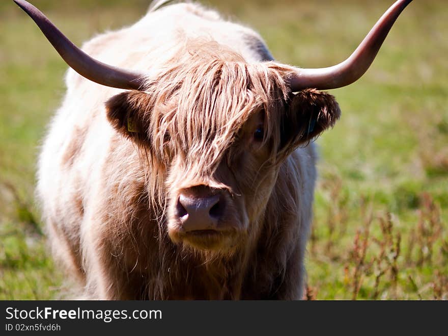 Scottish highland cattle on a meadow