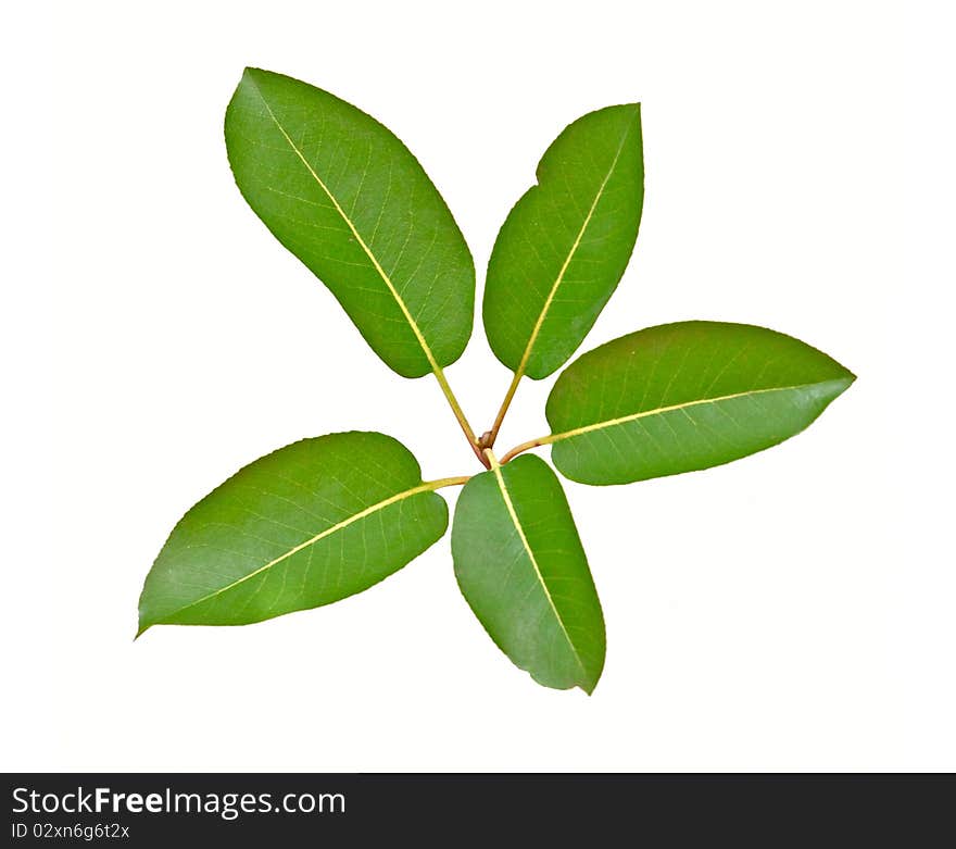 Branch isolated on white background