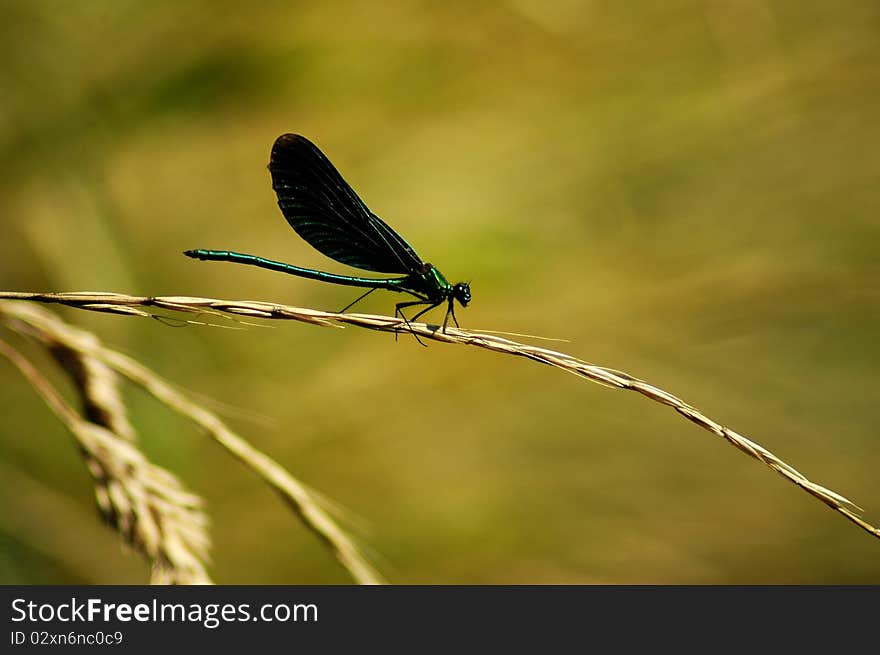 Calopteryx virgo