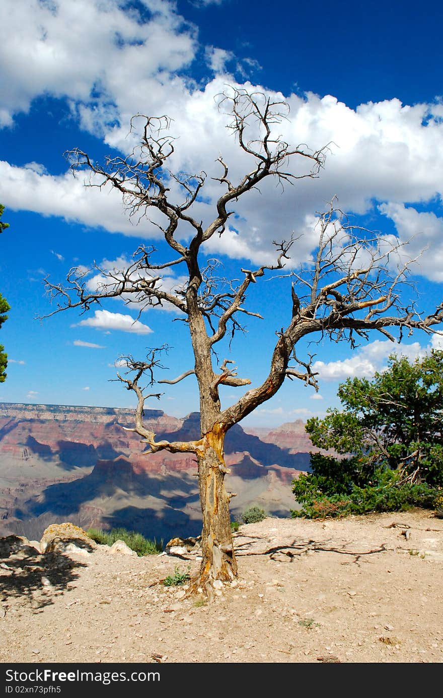 An old tree with the grand canyon background. An old tree with the grand canyon background