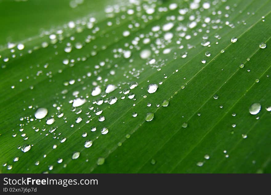 Dew On Banana Leaf