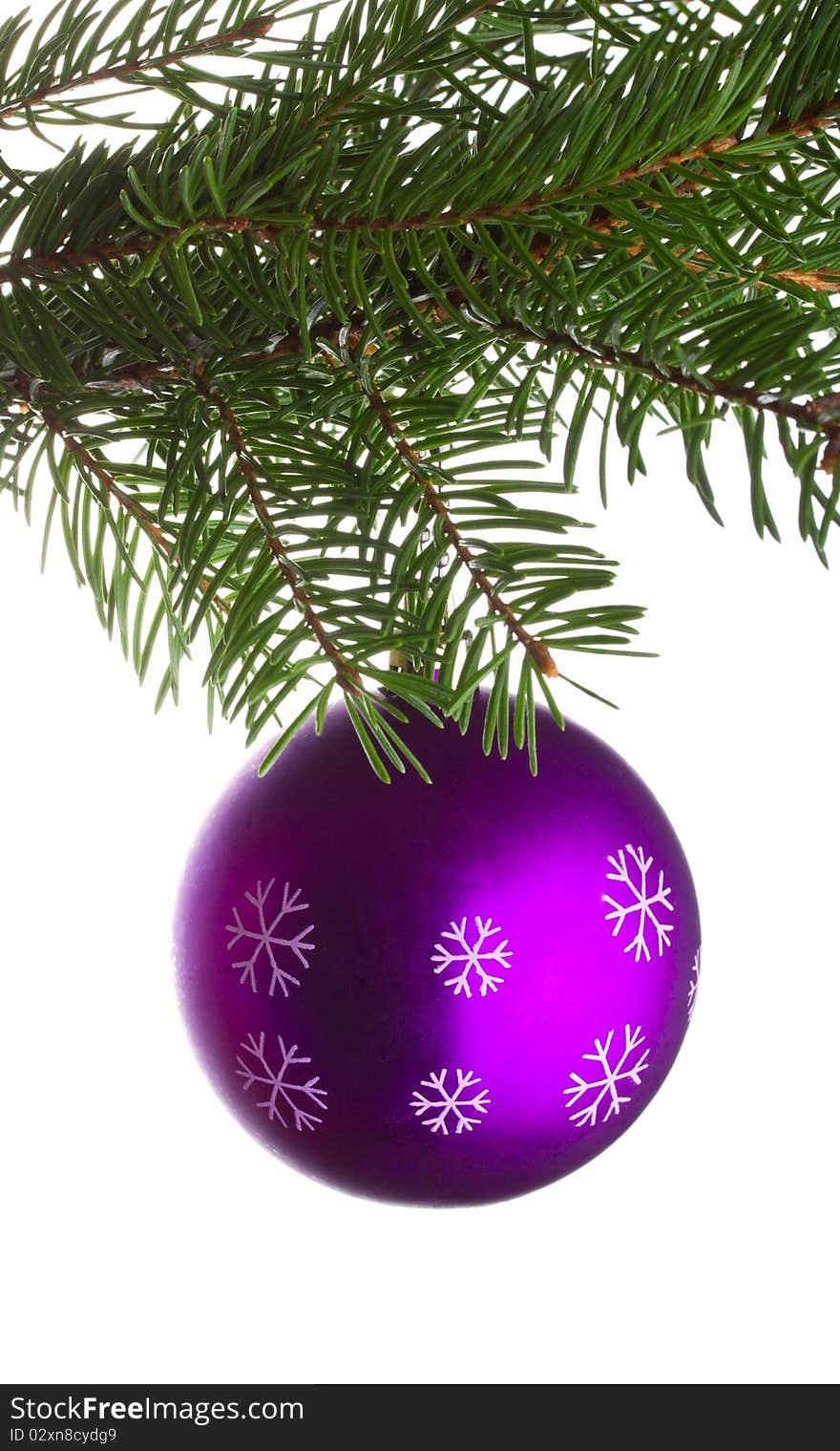 Close-up purple ball on fir tree branch, isolated on white