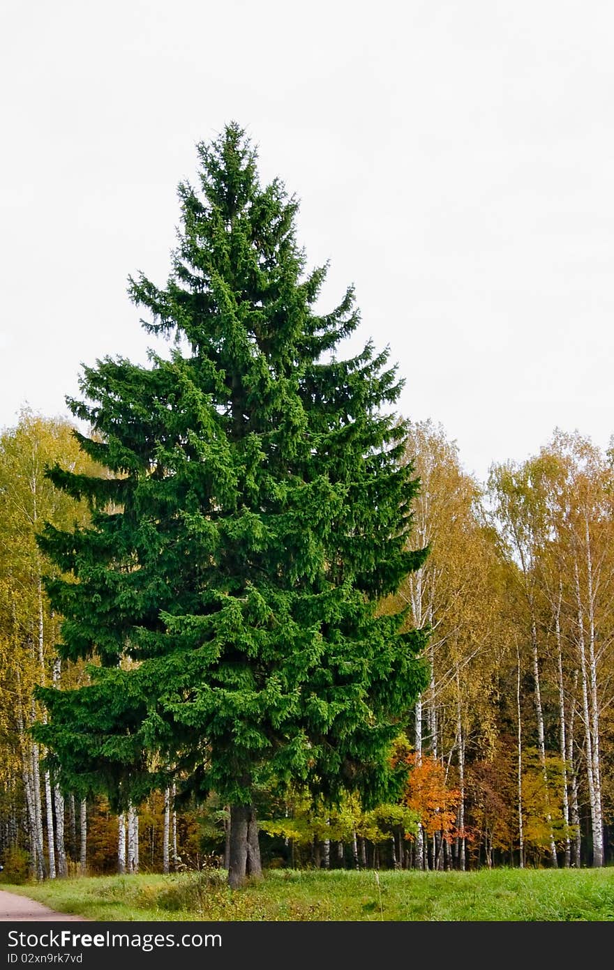 Lonely Fur-tree In Autumn Wood.