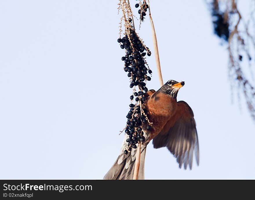 Berry of fan palm in beak of spring robin feeding in Agua Caliente Park, Tucson, Arizona;. Berry of fan palm in beak of spring robin feeding in Agua Caliente Park, Tucson, Arizona;