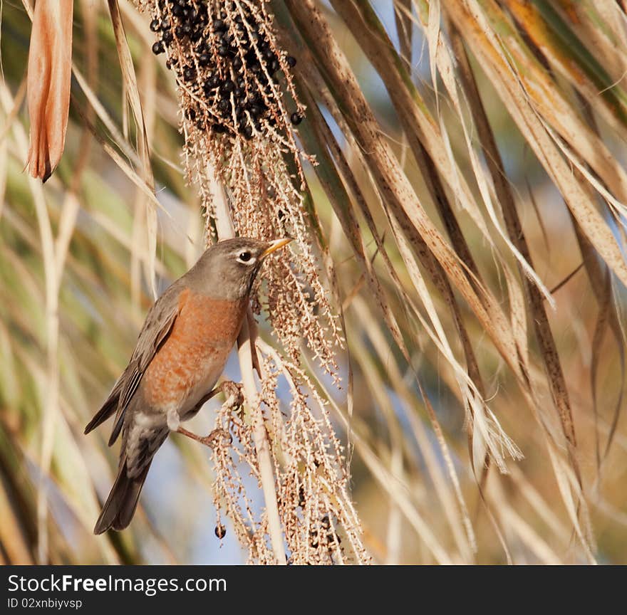 American robin in spring feeds on fan palm berries in the desert oasis of Agua Caliente Regional Park in Tucson, Arizona. American robin in spring feeds on fan palm berries in the desert oasis of Agua Caliente Regional Park in Tucson, Arizona