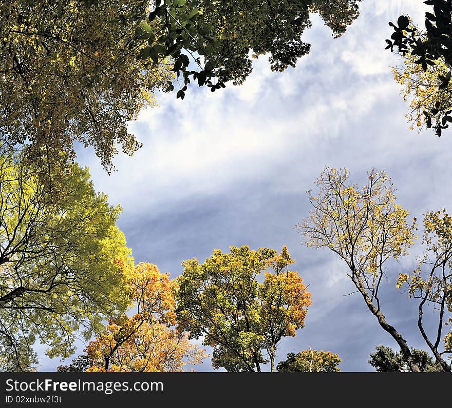 Panorama,  autumn leaves of maple