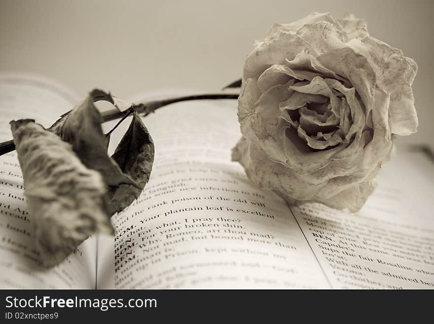 The white dry rose is lying on book. The white dry rose is lying on book