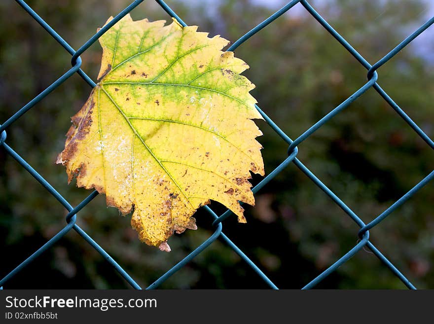 Autumn leaves entangled in the wire. Autumn leaves entangled in the wire