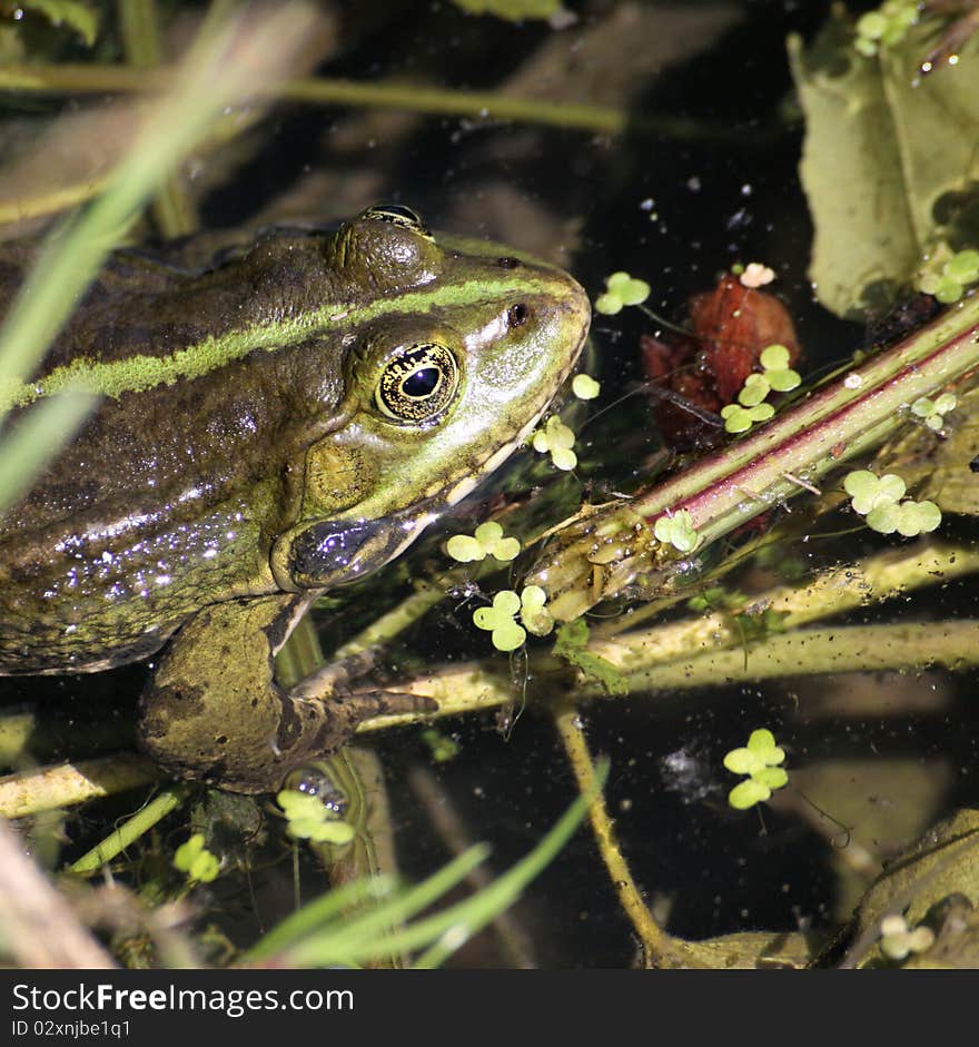 Frog on the banks of the yerres