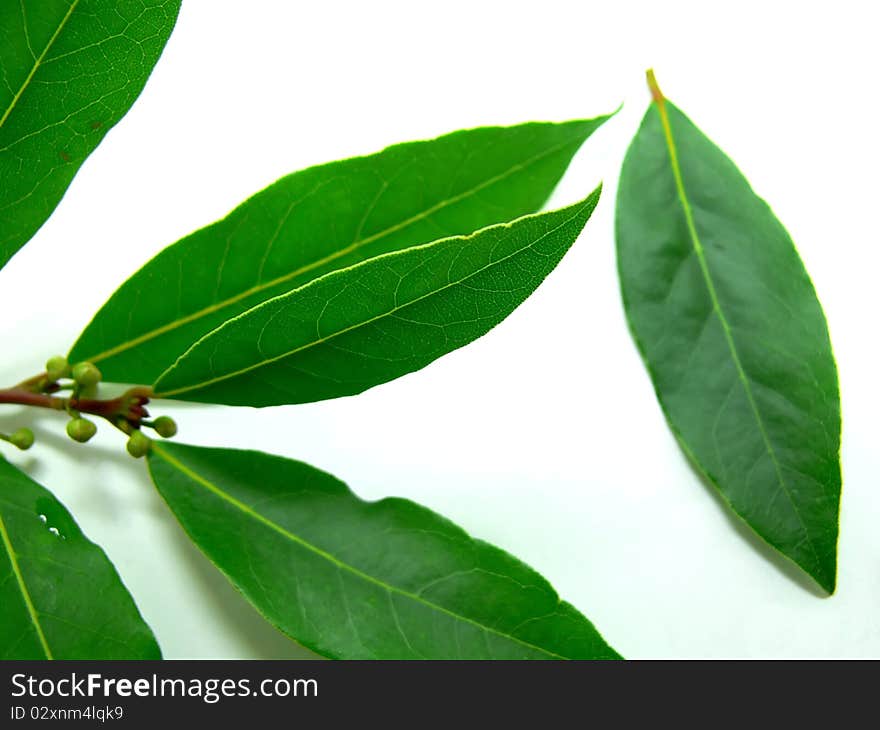 Fresh bay leaves on a white background.