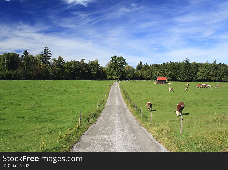 Road In A Meadow