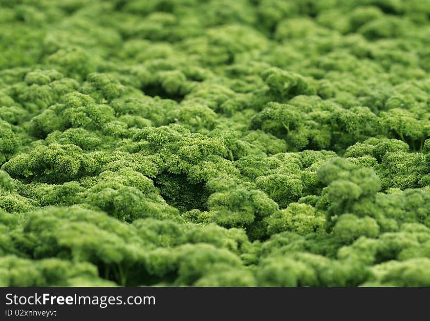 Green field of fresh parsley. Green field of fresh parsley