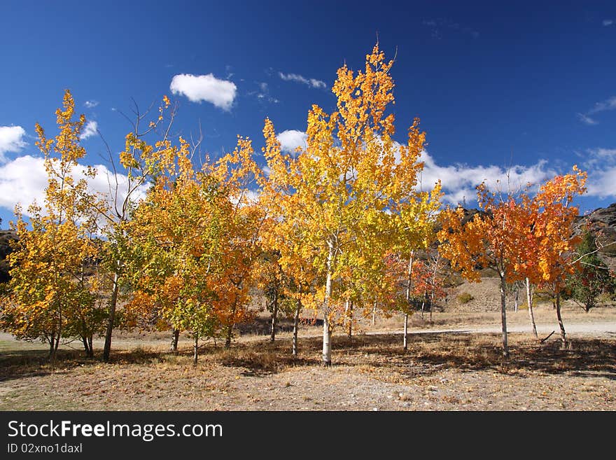 Autumn leaves at south island, New Zealand