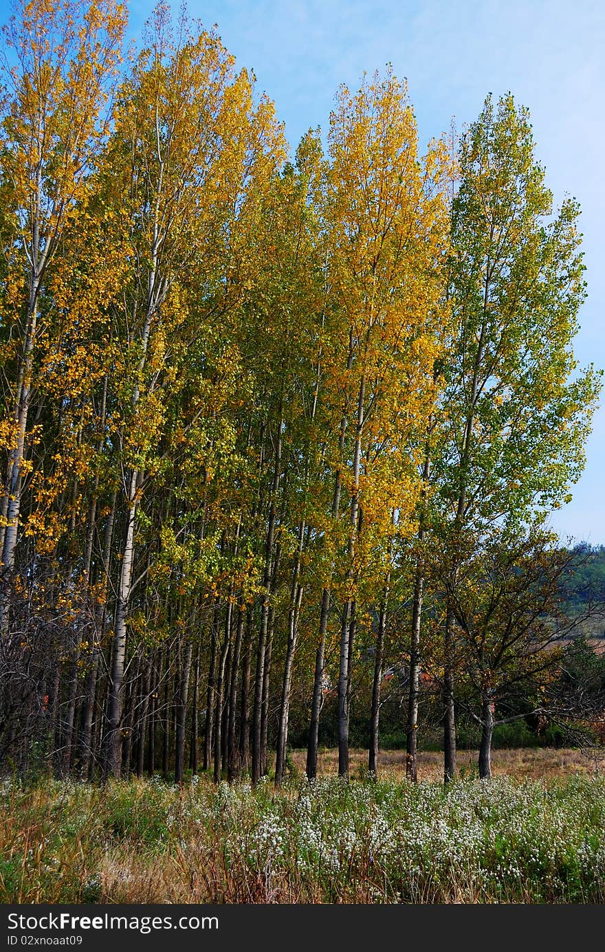 Colors Of Autumn