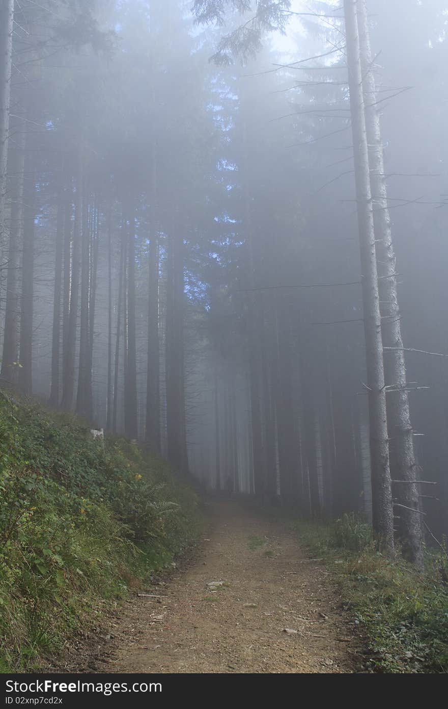 Dark forest with sun and sun beam. Dark forest with sun and sun beam