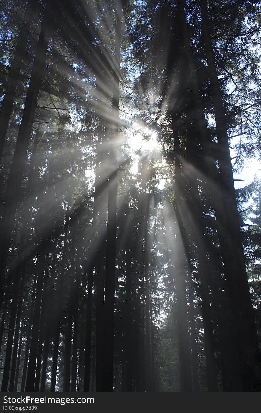 Dark forest with sun and sun beam. Dark forest with sun and sun beam