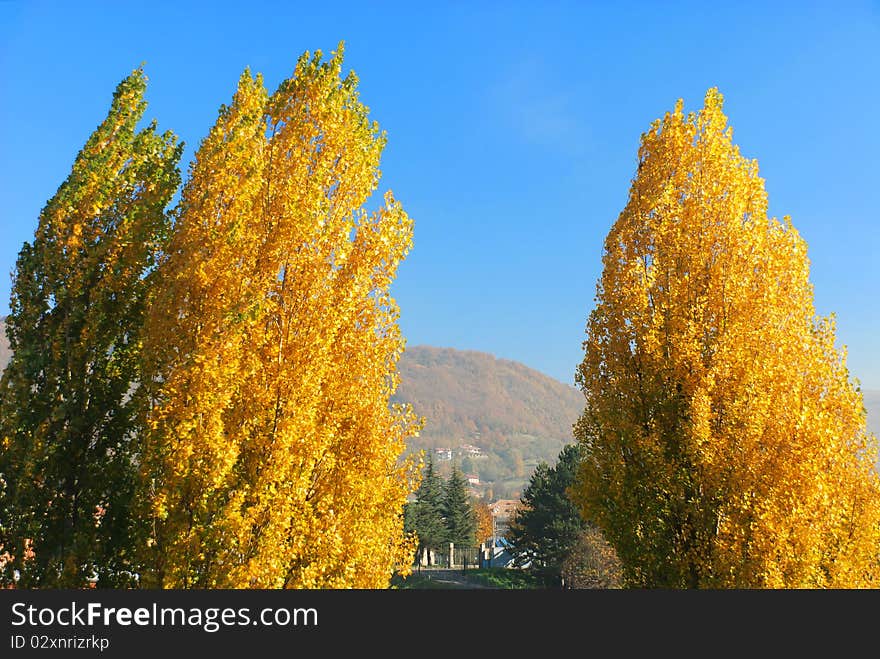 Autumn in yellow in Genoa