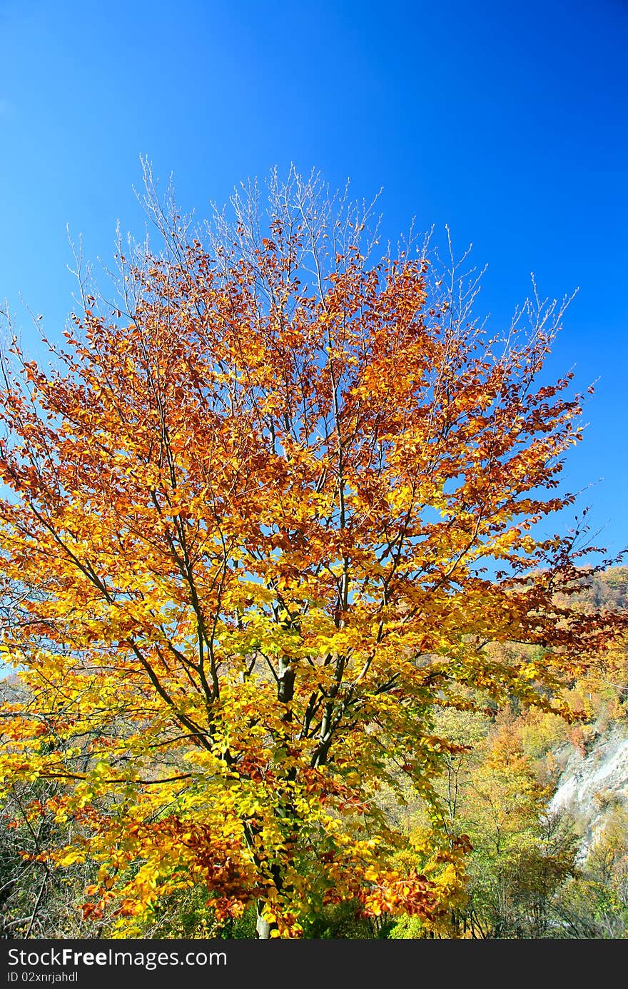 Trees with yellow and red leaves in autumn. Trees with yellow and red leaves in autumn