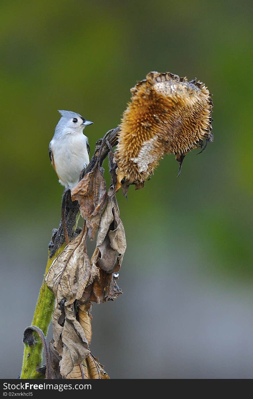 Tufted Titmouse a1