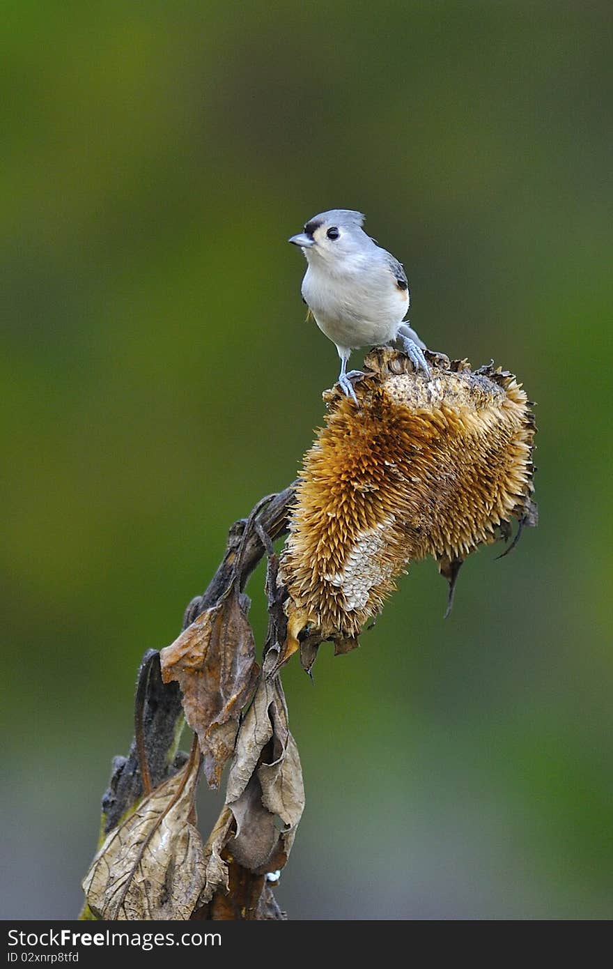 Tufted Titmouse a2